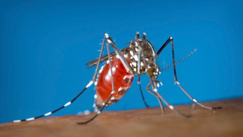 US health agency issues dengue virus infection advisory