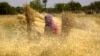 (FILE) A woman farmer carries sheaves of harvested wheat crops to thresh, at a village on the outskirts of Ajmer, India, March 31, 2024. 