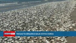 Teksas’ta binlerce balık kıyıya vurdu

