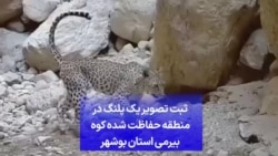 ثبت تصویر یک پلنگ در منطقه حفاظت شده کوه بیرمی استان بوشهر