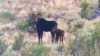 Climate Change Shrinks Nevada's First Big-Game Moose Hunt 