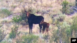 FILE - In this photo provided by the Nevada Department of Wildlife, a collared cow moose and her calf are spotted in Elko County, Nev., in 2021.