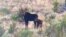 FILE - In this photo provided by the Nevada Department of Wildlife, a collared cow moose and her calf are spotted in Elko County, Nev., in 2021.