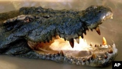 FILE - A saltwater crocodile in the Adelaide River in Australia.