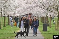 Warga berjalan sambil menikmati keindahan bunga sakura di Taman Battersea, London, 28 Maret 2021. (Justin TALLIS / AFP)