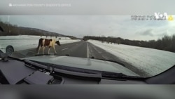 Коњ се прошета на автопат во Тенеси