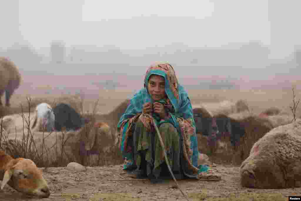 Seorang gadis muda duduk menggembala kawanan kambing keluarganya di tengah kabut pada pagi hari di pinggiran kota Peshawar, Pakistan.