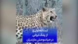 ثبت تصاویری از پلنگ ایرانی در حیات‌وحش مازندران