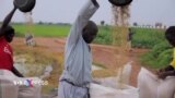 Lệnh cấm xuất khẩu gạo của Ấn Độ khiến các nhà máy Nigeria phải đóng cửa
