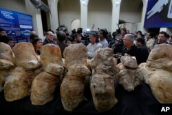 Visitors and journalists attend a presentation introducing a newly found species named Perucetus colossus, or “the colossal whale from Peru”, in Lima, Peru, Wednesday, Aug. 2, 2023. (AP Photo/Martin Mejia)