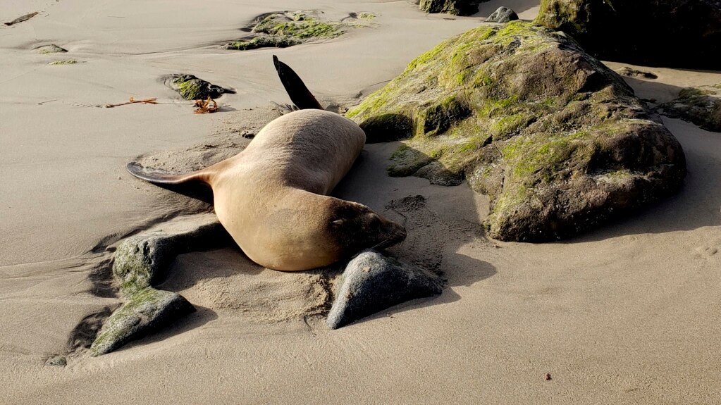 Algae Blamed for Sickening California Sea Lions