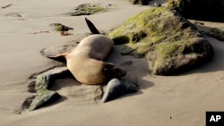 This photo provided by the Channel Islands Marine & Wildlife Institute (CIMWI) shows a sick sea lion on San Buenaventura State Beach in Ventura, California on July 29, 2024. (Channel Islands Marine & Wildlife Institute via AP)