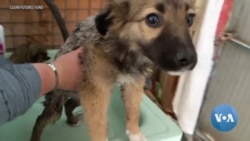 US Volunteers Take Care of Dogs in Chernobyl Exclusion Zone