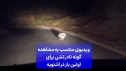 ویدیوی منتسب به مشاهده گونه نادر تشی برای اولین بار در اشنویه