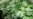 EEUU: Partidarios de la marihuana creen que reclasificación federal ayudará a legalización estatal