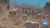 Goats, AI Used in Effort to Prevent California Wildfires 
