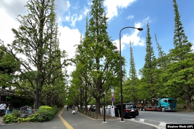 Ginkgo trees are seen at an area known as Jingu Gaien Friday, May 12, 2023, in Tokyo. (AP Photo/Stephen Wade)