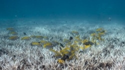 Sejumlah ikan tampak berenang di dekat karang-karang yang memutih di perairan Pulau Koh Tao, Thailand, pada 14 Juni 2024. (Foto: Lillian Suwanrumpha)