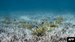 This underwater photo taken on June 14, 2024 shows fish swimming over bleached corals around Koh Tao island in the southern Thai province of Surat Thani.