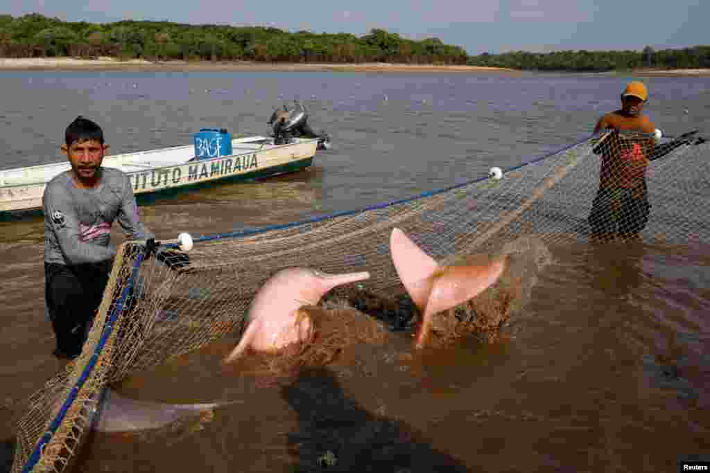 Para peneliti lapangan dari Institut Pembangunan Berkelanjutan Mamiraua menangkap lumba-lumba sungai Amazon yang langka, juga dikenal sebagai lumba-lumba sungai merah muda, di Danau Tefe di Tefe, negara bagian Amazonas, Brasil. (Reuters)&nbsp;