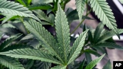 FILE - Marijuana plants are seen at a growing facility in Washington County, NY, May 12, 2023.