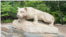 Penn State University Nittany Lion 