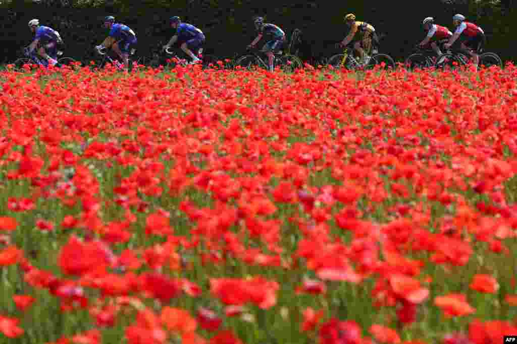 Велосипедисти поминуваат низ полето со афион за време на 17-та етапа на велосипедската трка Џиро д&#39;Италија 2023 година, 197 километри помеѓу Пергине Валсугана и Каорле, во близина на Венеција.