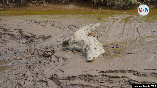 Cocodrilos, un atractivo turístico en Costa Rica