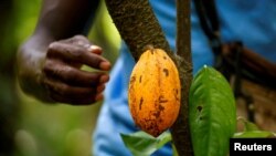 FILE - A farmer prepares to collect a cocoa pod at a cocoa farm in Alepe, Ivory Coast December 7, 2020. 