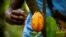 FILE - A farmer prepares to collect a cocoa pod at a cocoa farm in Alepe, Ivory Coast December 7, 2020. 