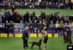 FILE - Chesapeake Bay retrievers compete during the 142nd Westminster Kennel Club Dog Show in New York, Tuesday, Feb. 13, 2018.