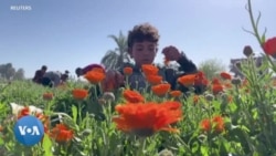 L'Égypte célèbre la saison des fleurs de Calendula : un atout pour l'économie agricole