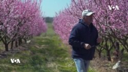 Bandora Bihara Pêşwext li Ser Darûbar Û Kûlîlkan