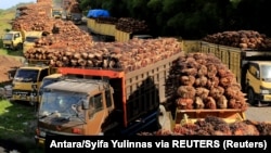 Truk pengangkut tandan buah segar sawit antre bongkar muat di sebuah pabrik di Aceh Barat, 17 Mei 2022. (Foto: Antara/Syifa Yulinnas via REUTERS)