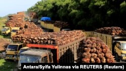 FILE - Truk pengangkut tandan buah segar sawit antre bongkar muat di sebuah pabrik di Aceh Barat, 17 Mei 2022. (Foto: Antara/Syifa Yulinnas via REUTERS)