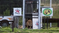 Foto yang dirilis lembaga amal Four Paws sedang melepaskan singa Simba ke tempat perlindungan di Bethlehem, Afrika Selatan, 26 Februari 2018. (Foto: Daniel Born/Four Paws/AFP)