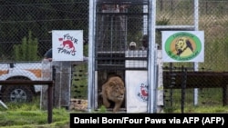 Foto yang dirilis lembaga amal Four Paws sedang melepaskan singa Simba ke tempat perlindungan di Bethlehem, Afrika Selatan, 26 Februari 2018. (Foto: Daniel Born/Four Paws/AFP)