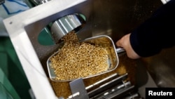 Takemitsu Imazu, President of Biomass Resin Fukushima, shows rice to Reutersin Namie, Fukushima Prefecture, Japan February 28, 2023. (REUTERS/Kim Kyung-Hoon)