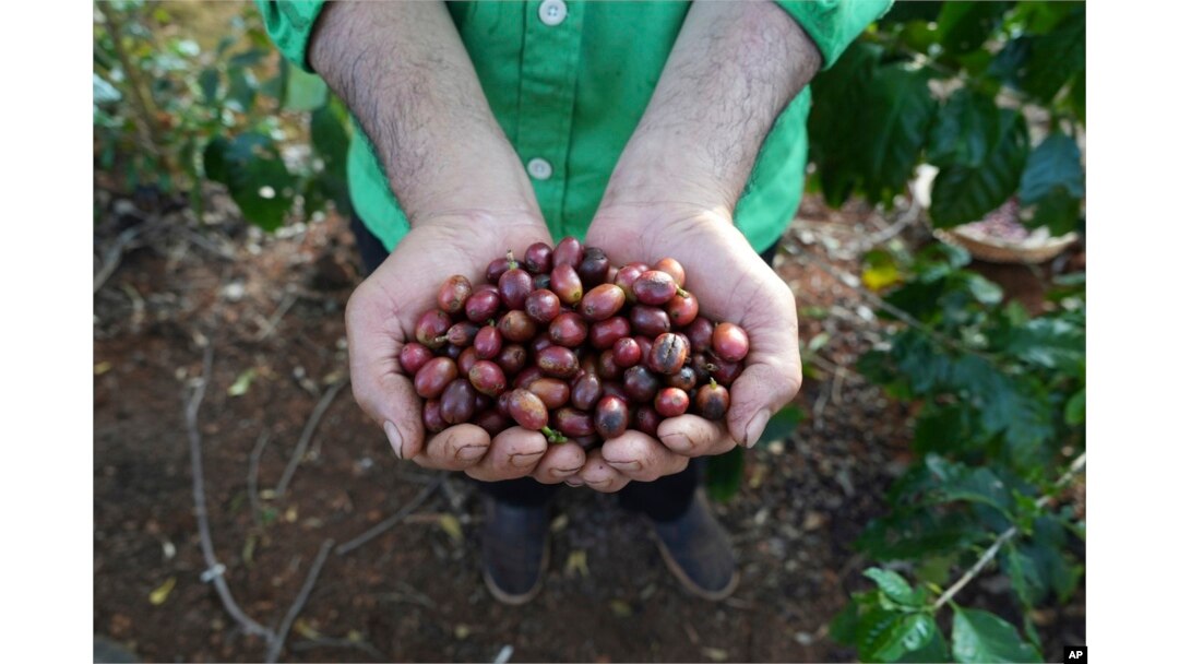 Farmer Le Van Tam holds up freshly picked coffee beans at a coffee farm in Dak Lak province, Vietnam, Feb. 1, 2024. New European Union rules require companies to show that their coffee isn't linked to land where forests had been cleared.