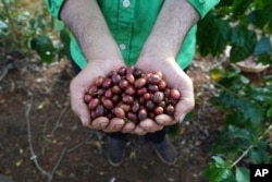 Farmer Le Van Tam holds up freshly picked coffee beans at a coffee farm in Dak Lak province, Vietnam, Feb. 1, 2024. New European Union rules require companies to show that their coffee isn't linked to land where forests had been cleared.