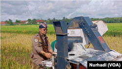 Menteri Pertanian Syahrul Yasin Limpo mengikuti panen raya di Yogyakarta, Selasa (14/2) dan menjamin stok beras nasional aman. (Foto : VOA/Nurhadi)