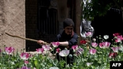 FILE - An Afghan security personnel destroys a poppy field in Argo district, May 13, 2024. 