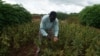 A research field of industrial hemp at Chitedze research station in Malawi capital Lilongwe. Farmers say it failed to yield expected results.