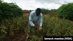A research field of industrial hemp at Chitedze research station in Malawi capital Lilongwe. Farmers say it failed to yield expected results.