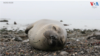 Sleep Seal Thumbnail 