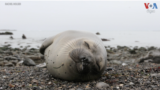 Sleep Seal Thumbnail 