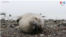 Sleep Seal Thumbnail 
