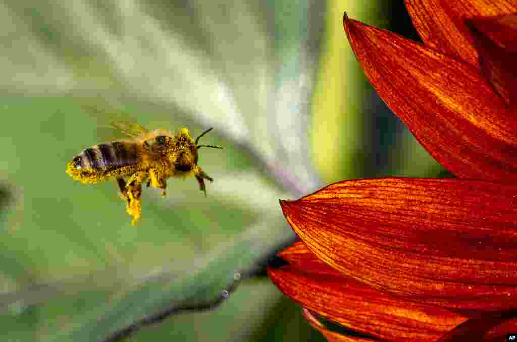 A bee approaches a sunflower in a field on the outskirts of Frankfurt, Germany.