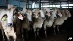 Sapi yang diimpor dari Australia di rumah pemotongan hewan pemerintah di dekat Medan, Sumatera Utara, 1 Agustus 2023. Indonesia menangguhkan impor sapi hidup dari empat fasilitas Australia setelah menemukan kasus penyakit kulit menggumpal (LSD) pada ternak. (AP/Binsar Sakkara)