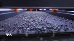 بەرهەمهێنانی قاوە لە قەزوان لە قەزای ئامێدی